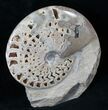 Gorgeous Polished Ammonite Fossil #13937-2